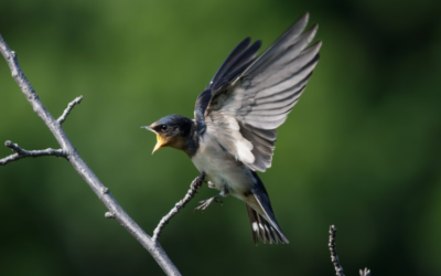 Como fotografar pássaros em movimento