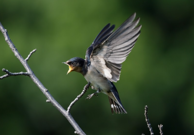 Como fotografar pássaros em movimento