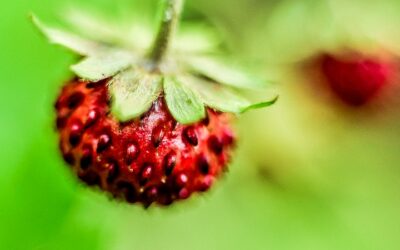 Dicas para fotografia macro de alimentos