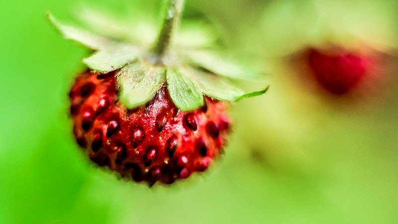 Dicas para fotografia macro de alimentos