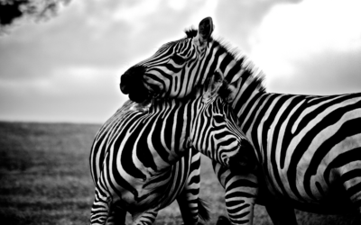 Contraste e tonalidade na fotografia em preto e branco