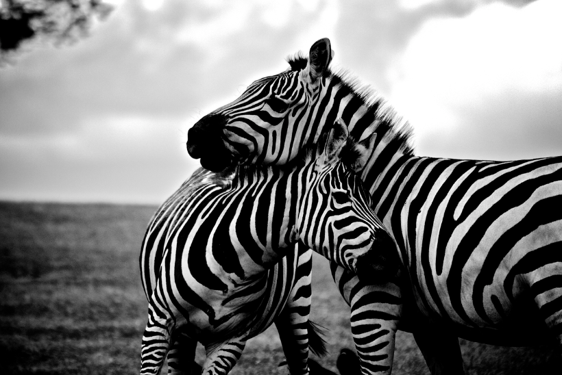 Contraste e tonalidade na fotografia em preto e branco